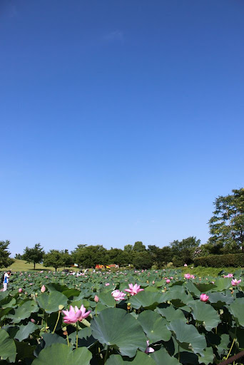 行田市の「古代蓮の里」の蓮