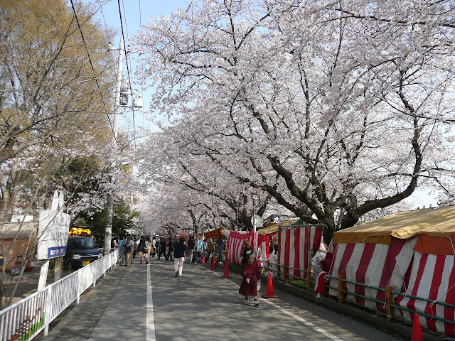 熊谷桜堤の桜